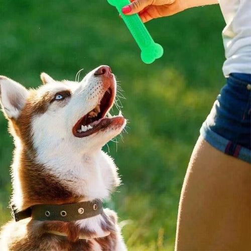 DentaBone™ — Rubber Dental Chew Toy for Dogs